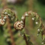 Pousse de fougère prête à éclore