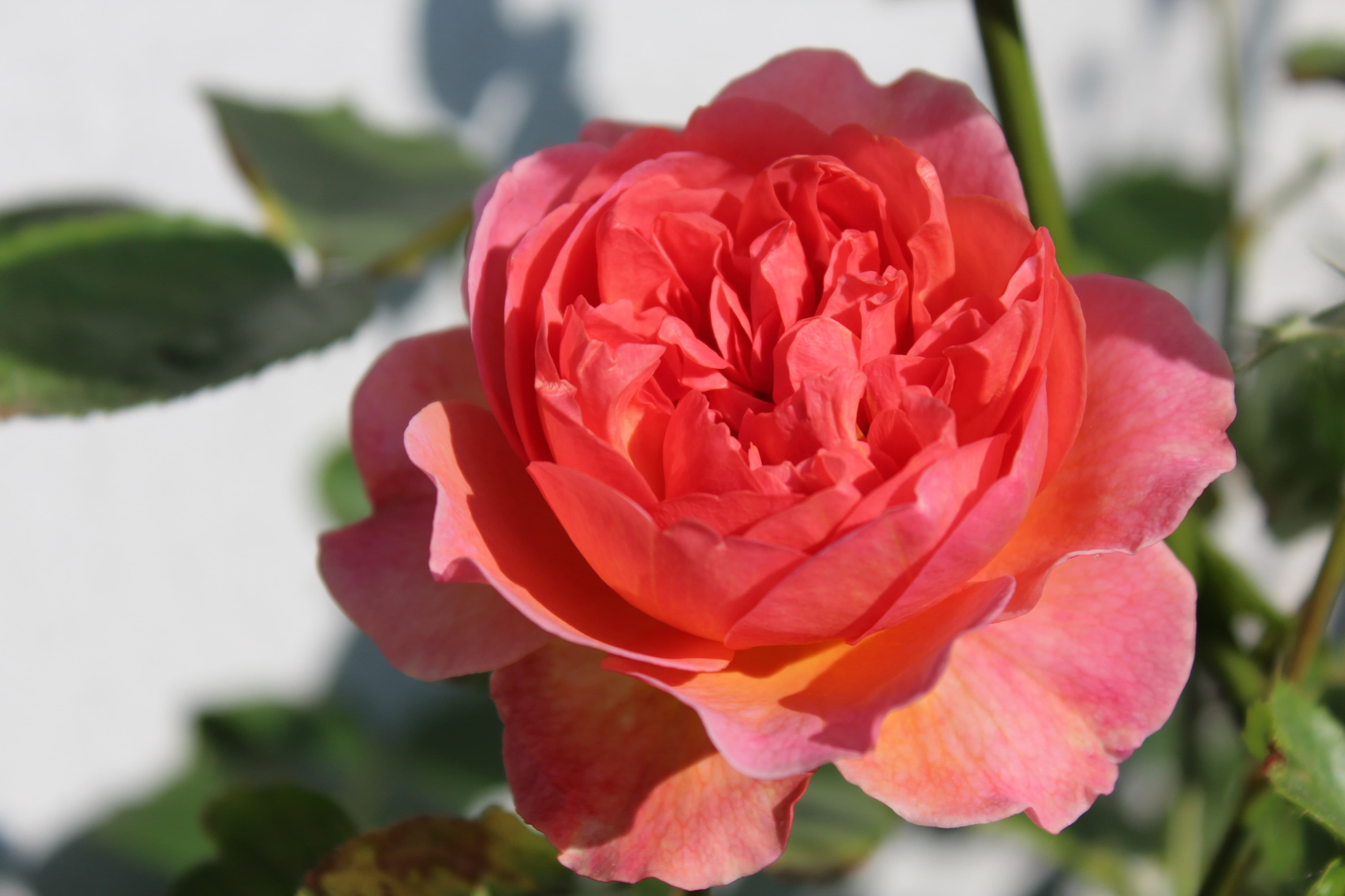 Rose de couleur rose épanouie présentant tous ses pétales